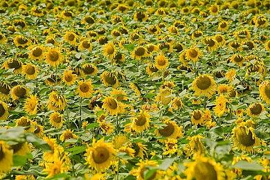 《无名九使》开发商裁员 玩家：和SBI合作死路一条